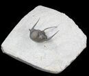Spiny Cyphaspis Trilobite - Excellent Specimen #39783-3